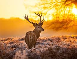 Tastes and Sounds of the South 2019