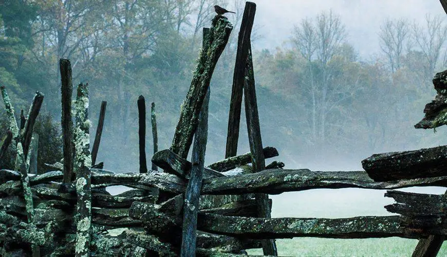 Tiptoe through the Tulips of Washington